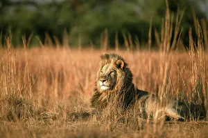 Male Lion in the floodplains, Okavango Delta, Botswana