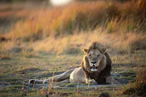 Male Lion Prints: Male Lion in the floodplains, Okavango Delta, Botswana