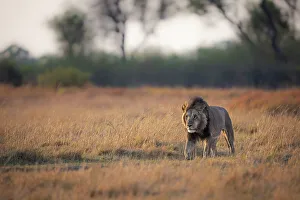 Male Lion Prints: Male Lion in the floodplains, Okavango Delta, Botswana