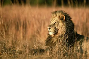 Male Lion Prints: Male Lion in the floodplains, Okavango Delta, Botswana