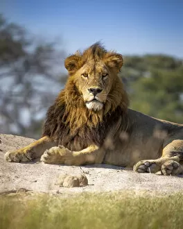 Natural History Gallery: Male Lion, Khwai River, Okavango Delta, Botswana