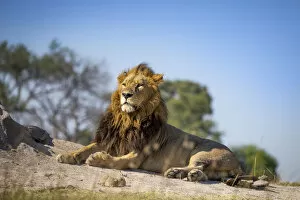 Images Dated 17th June 2020: Male Lion, Khwai River, Okavango Delta, Botswana