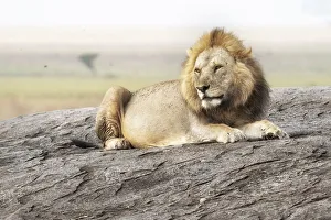 Cats Prints: Male lion on a kopje in the Serengeti, Tanzania
