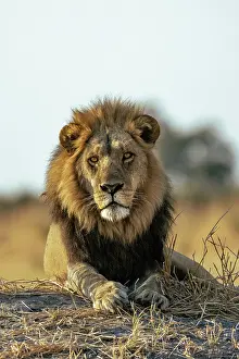 Panthera Leo Prints: Male Lion lying on a mound in early light, Moremi Game Reserve, Okavango Delta, Botswana
