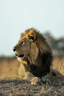 Panthera Leo Prints: Male Lion lying on a mound in early light, Moremi Game Reserve, Okavango Delta, Botswana