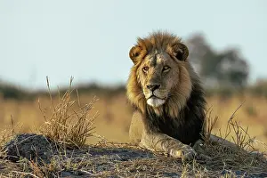 Panthera Leo Prints: Male Lion lying on a mound in early light, Moremi Game Reserve, Okavango Delta, Botswana