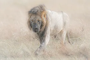 Afica Prints: Male lion in the Maasai Mara, Kenya