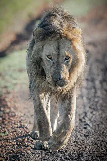 Afica Prints: Male lion in the Maasai Mara, Kenya