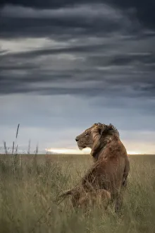 Afica Prints: Male lion in the Maasai Mara, Kenya