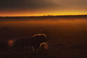Male lion in the Maasaimara at sunrise