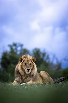 Big Five Prints: Male Lion, Moremi Game Reserve, Okavango Delta, Botswana