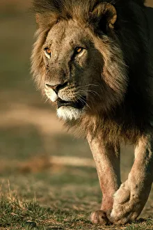 Male Lion Prints: Male Lion on the move, Okavango Delta, Botswana