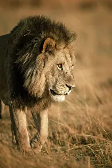Male Lion Prints: Male Lion on the move, Okavango Delta, Botswana