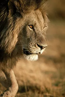 Male Lion Prints: Male Lion on the move, Okavango Delta, Botswana
