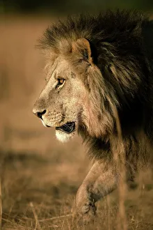 Male Lion Prints: Male Lion on the move, Okavango Delta, Botswana