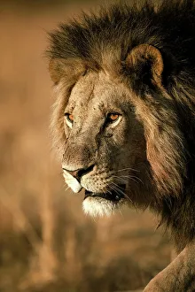 Male Lion Prints: Male Lion on the move, Okavango Delta, Botswana