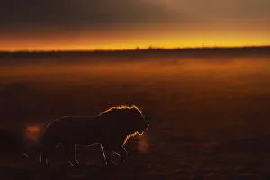 Safari Gallery: Male lion in the Msaimara at sunrise