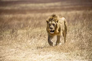 Tanzania Collection: Male Lion, Ngorongoro, Tanzania