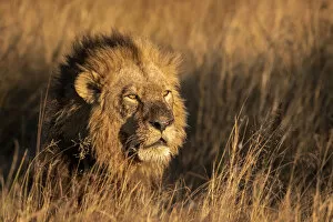 African Wildlife Collection: Male Lion, Okavango Delta, Botswana