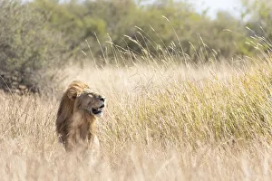 Male Lion, Okavango Delta, Botswana