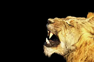 Images Dated 11th July 2022: Male Lion, Okavango Delta, Botswana