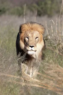 Big Five Prints: Male lion, Okonjima Nature Reserve, Namibia, Africa