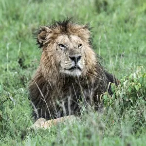 Game Reserve Collection: Male lion (panthera leo) in the msai mara game reserve, Kenya