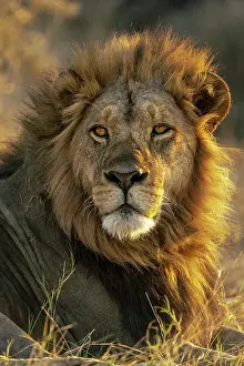Male Lion portrait, Moremi Game Reserve, Okavango Delta, Botswana