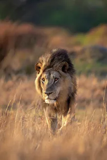 Male Lion portrait, Okavango Delta, Botswana