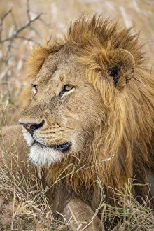 Images Dated 11th November 2020: Male Lion, Serengeti National Park, Tanzania