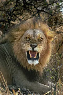 Aggression Prints: Male Lion showing aggression, Moremi Game Reserve, Okavango Delta, Botswana