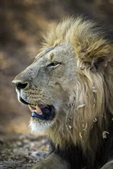 Images Dated 16th February 2022: Male lion, South Luangwa National Park, Zambia