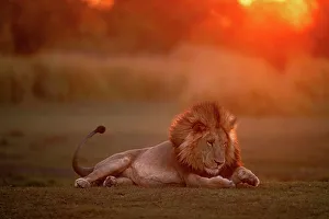 Sun Flare Prints: Male Lion at sunset with something under his paw, Okavango Delta, Botswana