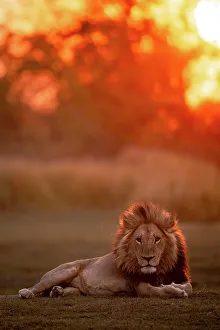 Male Lion Prints: Male Lion sunset portrait, Okavango Delta, Botswana