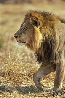 Panthera Leo Prints: Male Lion walking with intent, Moremi Game Reserve, Okavango Delta, Botswana