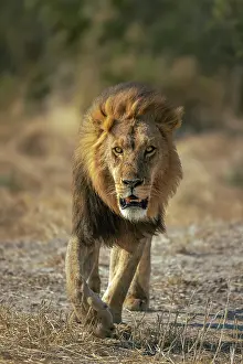 Panthera Leo Prints: Male Lion walking with intent, Moremi Game Reserve, Okavango Delta, Botswana