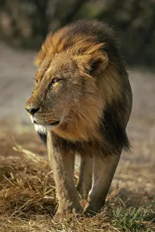 Panthera Leo Prints: Male Lion walking with intent, Moremi Game Reserve, Okavango Delta, Botswana