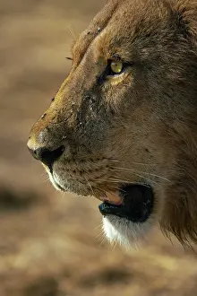 Panthera Leo Prints: Male Lion walking with intent, Moremi Game Reserve, Okavango Delta, Botswana
