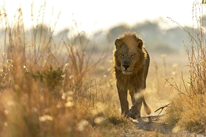 Male Lion Prints: Male Lion walking down a path, Okavango Delta, Botswana