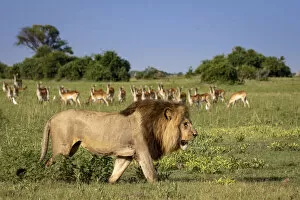 Natural History Gallery: Male Lion walking with Red Lechwe in the background, Okavango Delta, Botswana