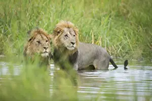 Crossing Prints: Two male lions (Panthera leo) crossing the Khwai River in Botswana, Africa