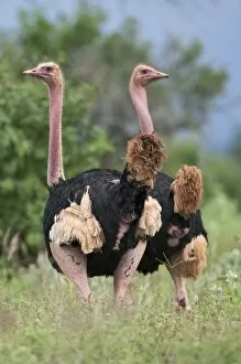 Two male Maasai ostriches in breeding plumage in KenyaâÂÂs Tsavo West National Park