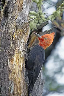 Images Dated 11th July 2013: Male Magellanic Woodpecker (Compephilus magellanicus), Lago Gray, Torres del Paine