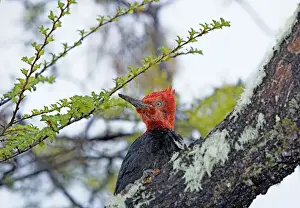 Birch Tree Prints: Male Magellanic Woodpecker (Compephilus magellanicus), Lago Gray, Torres del Paine