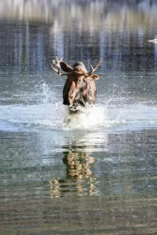 Images Dated 16th January 2018: Male moose in a river, Jasper National Park, Alberta, Canada
