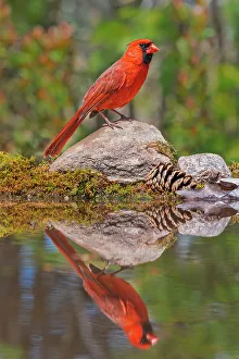 Simcoe County Prints: Male Northern Cardinal (Cardinalis cardinalis), Thornton, Ontario, Canada