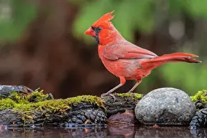 Simcoe County Prints: A male Northern Cardinal (Cardinalis cardinalis) at pomd edge, Thornton, Ontario, Canada