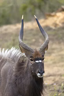 Male nyala, Botlierskop Private Game Reserve, Western Cape, South Africa