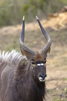 Horns Prints: Male nyala, Botlierskop Private Game Reserve, Western Cape, South Africa