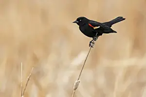 Displaying Prints: Male red-winged blackbird (Agelaius phoeniceus) displaying in spring Beaconia Beach
